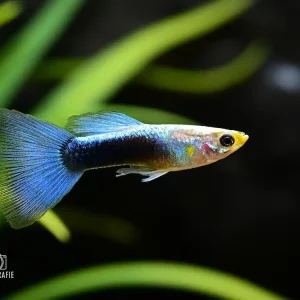 Highlight Guppy Metallic Blue Neon (Poecilia reticulata var.)